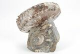 Pristine Fossil Ammonite (Hoploscaphites) - South Dakota #209665-3